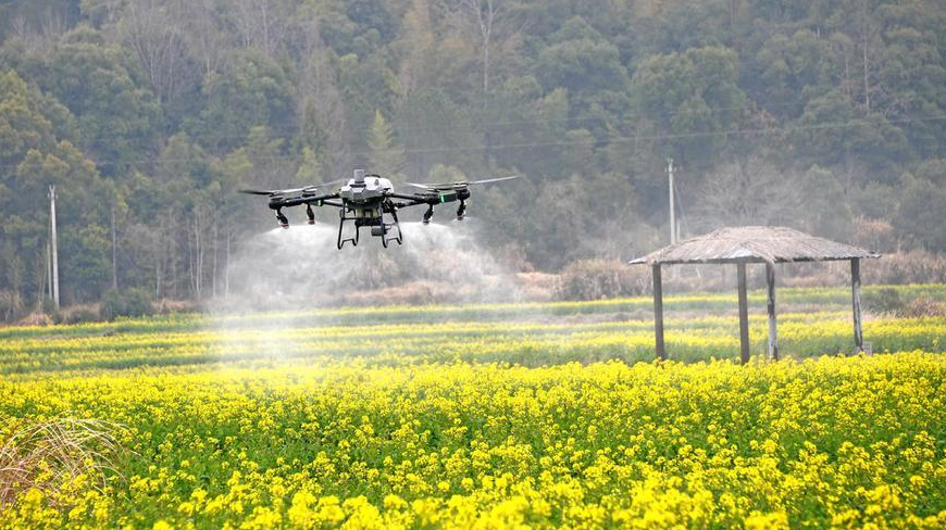 云南省曲靖市罗平县 6.4 万亩高原坝区油菜植保飞防项目
